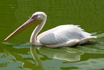 Pelican