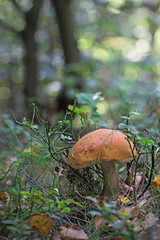 Boletus mushroom in the forest 