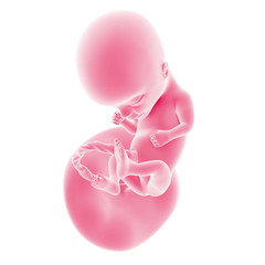 illustration of the fetal development - week 14