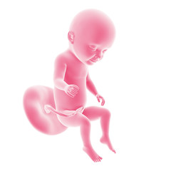 illustration of the fetal development - week 31