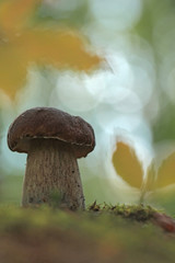 Boletus mushroom in the forest 