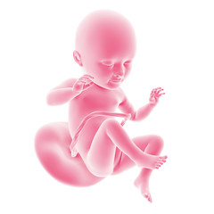 illustration of the fetal development - week 34
