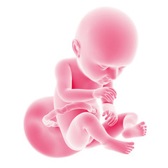 illustration of the fetal development - week 37
