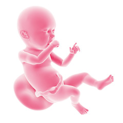 illustration of the fetal development - week 40