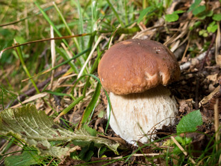 Cep mushroom
