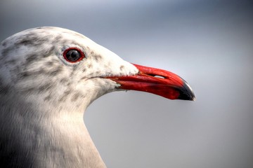 Seagull Portrait