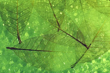 Glasschilderij Bladnerven Abstracte skelet bladeren achtergrond