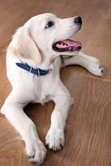 Portrait of Labrador puppy lying on wooden floor indoors