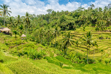 Fototapeta na wymiar Incredible green rice field Bali, Indonesia