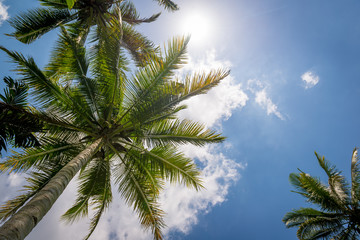 Palm trees and blue sky - Bali, Indonesia