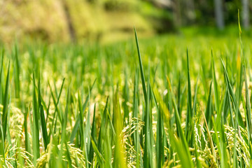 Incredible green rice field Bali, Indonesia
