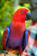 Cute little macaw parrot sitting on branch
