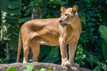 Lion relaxing in the shade