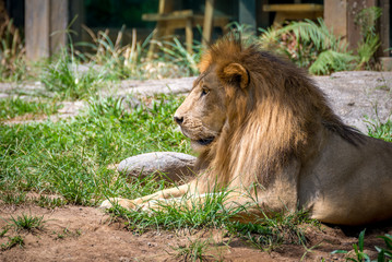 Fototapeta na wymiar Lion relaxing in the shade