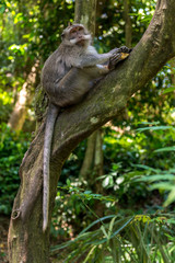 Monkey in tree with stolen fruit, Bali, Indonesia