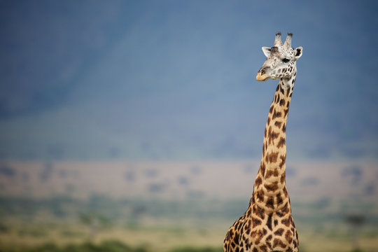 Big male Giraffe against a blue mountain