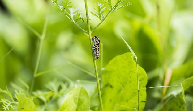 beautiful catterpillar attached on a blade of grass
