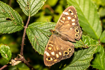 Rundaugen-Mohrenfalter - Schmetterling