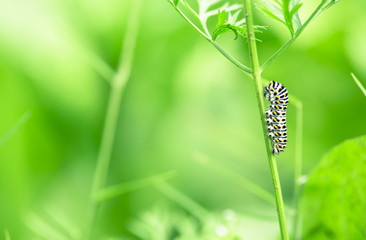 beautiful catterpillar attached on a blade of grass