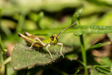 Grashüpfer auf einem Blatt.