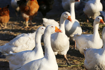 Group of white domestic geese on the poultry farm.