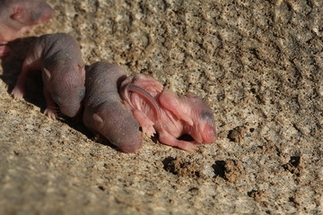 newborn baby wild mouse little mice