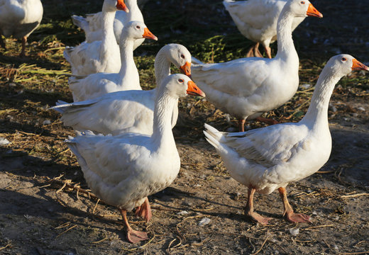 Flock of white domestic geese on the farm.
