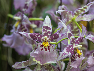 dark purple orchid flowers