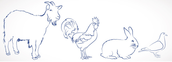 dessin de lapin, coq, pigeon, chèvre