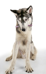 Beautiful huskies dog with toothbrush isolated on white