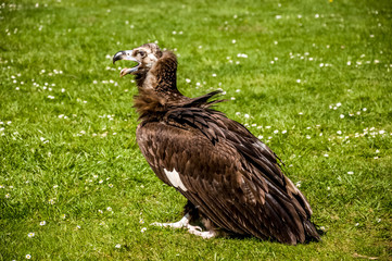 Cinereous vulture on the green grass