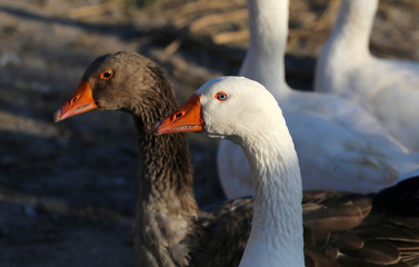 Close up portrait of two young goose