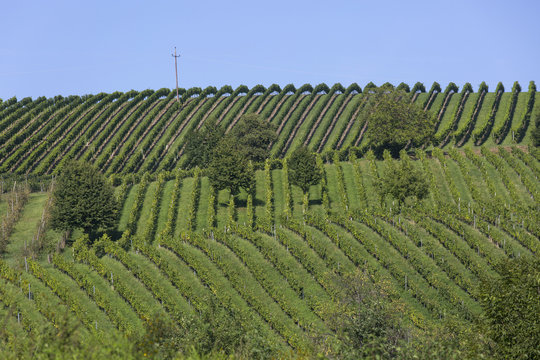 Weinberge in der Südsteiermark, Weingarten, Steiermark