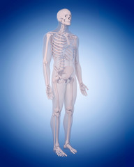 medically accurate illustration of the human skeleton