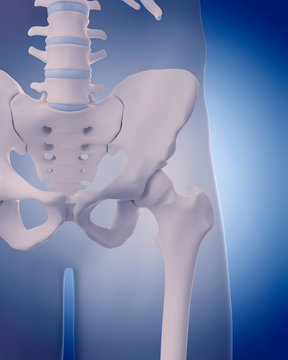 medically accurate illustration - bones of the hip