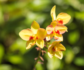 yellow orchid flowers with green background
