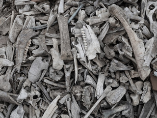 Pile of animal bones