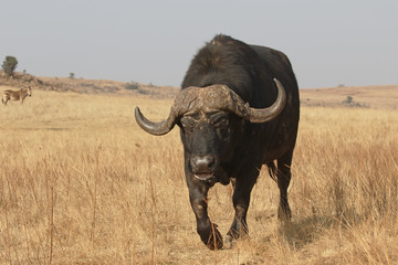Obraz premium African buffalo, Syncerus caffer