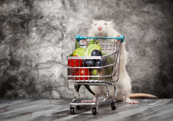 Cute rat with a shopping cart