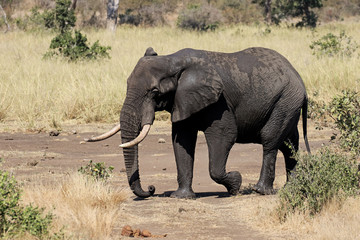 Fototapeta premium African elephant, Loxodonta africana
