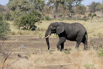 Fototapeta premium African elephant, Loxodonta africana