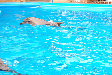 Cute dolphin in the dolphinarium