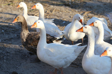 Flock of geese on the poultry yard