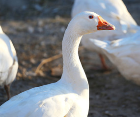 Close up of a white goose on poultry yard