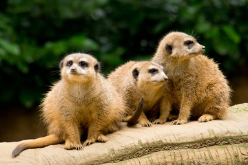 Three meerkats on the lookout on a treetrunk