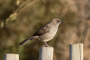 Arrow-marked babbler, Turdoides jardinei