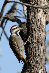 Bearded woodpecker, Dendropicos namaquus