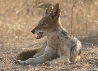 Obraz premium Black-backed jackal, Canis mesomelas