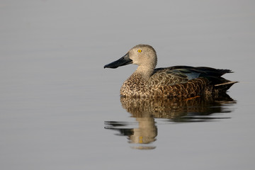 Cape shoveler, Anas smithii