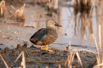 Cape shoveler, Anas smithii